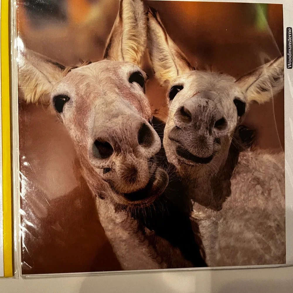 Greeting Cards - Beautiful Photography - Blank‎ (Set of 4 / New)